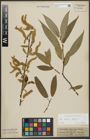Foto von Salix alba L. x Salix fragilis L.